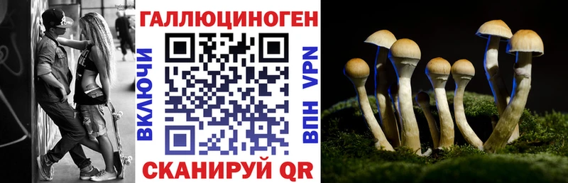 Купить где  Алдан  Галлюциногенные грибы GOLDEN TEACHER 